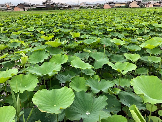 f:id:xnorico:20190703160155j:plain f:id:xnorico:20190703160155j:plain