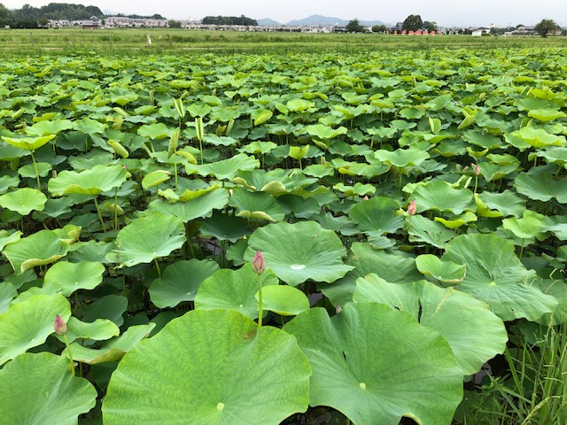 f:id:xnorico:20190703160226j:plain f:id:xnorico:20190703160226j:plain