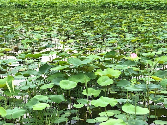f:id:xnorico:20190703160735j:plain f:id:xnorico:20190703160735j:plain