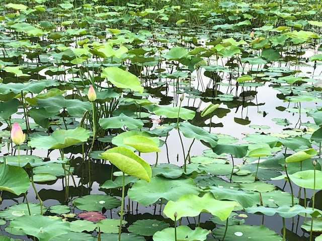 f:id:xnorico:20190703160759j:plain f:id:xnorico:20190703160759j:plain