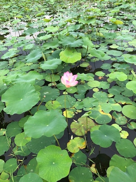 f:id:xnorico:20190703161032j:plain f:id:xnorico:20190703161032j:plain