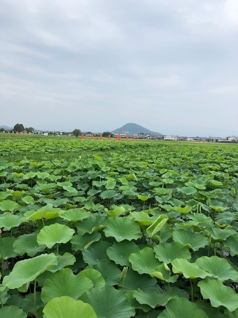 f:id:xnorico:20190703161512j:plain f:id:xnorico:20190703161512j:plain