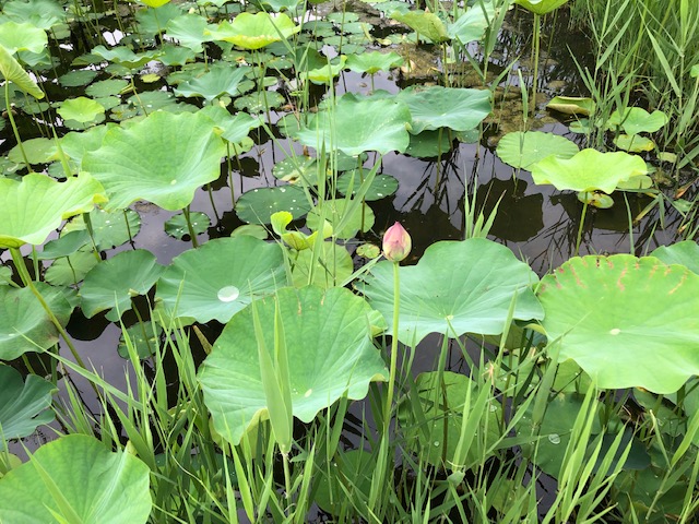 f:id:xnorico:20190703161547j:plain f:id:xnorico:20190703161547j:plain
