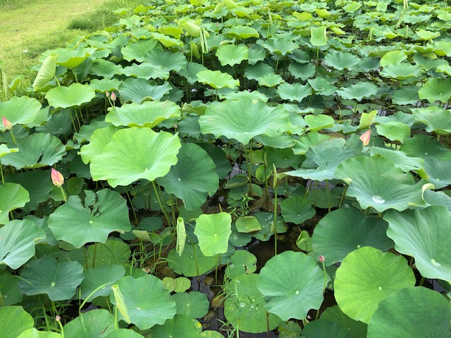 f:id:xnorico:20190703161751j:plain f:id:xnorico:20190703161751j:plain