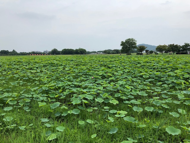 f:id:xnorico:20190703161821j:plain f:id:xnorico:20190703161821j:plain