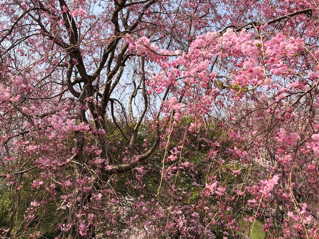f:id:xnorico:20190705012519j:plain f:id:xnorico:20190705012519j:plain