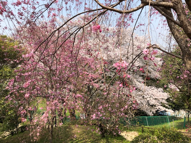 f:id:xnorico:20190705012542j:plain f:id:xnorico:20190705012542j:plain