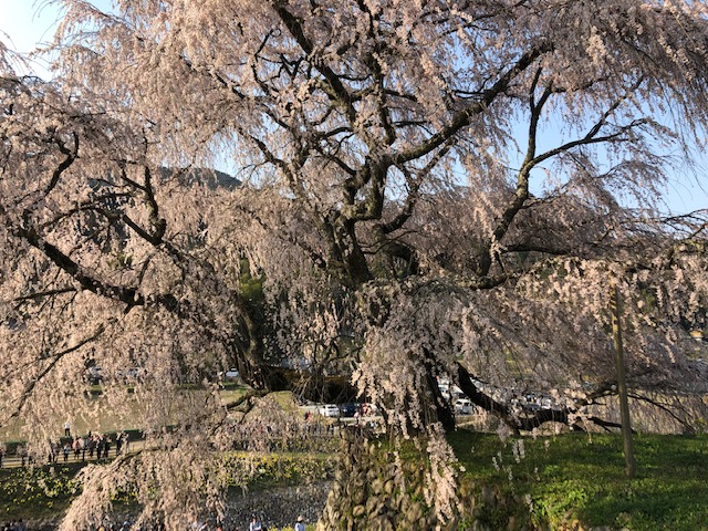 又兵衛桜