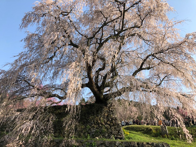 又兵衛桜