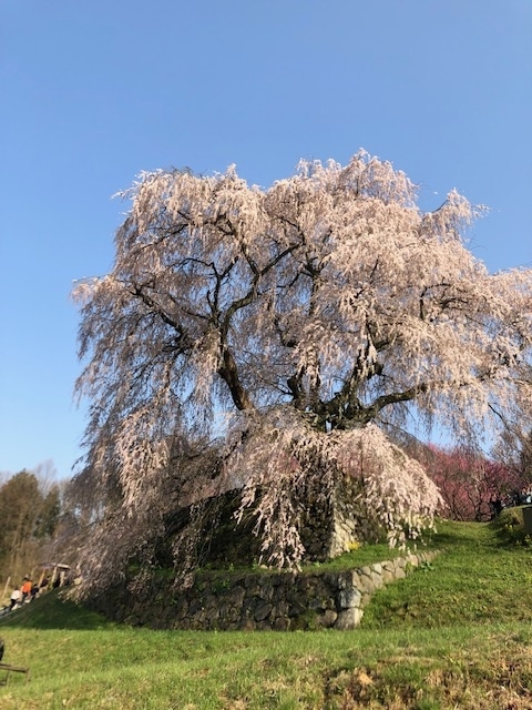 又兵衛桜