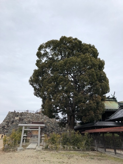 f:id:xnorico:20190709232904j:plain f:id:xnorico:20190709232904j:plain