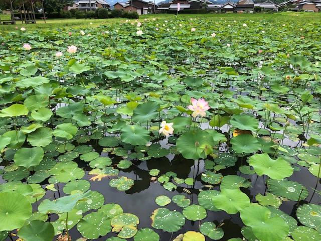 f:id:xnorico:20190711185137j:plain f:id:xnorico:20190711185137j:plain