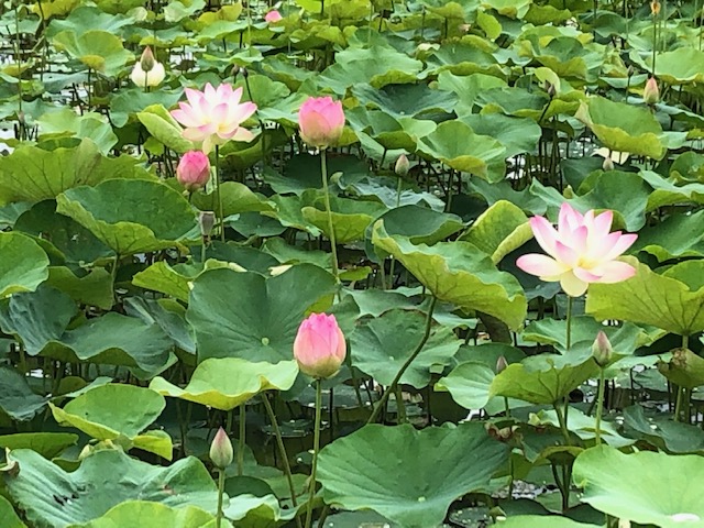 f:id:xnorico:20190711185224j:plain f:id:xnorico:20190711185224j:plain