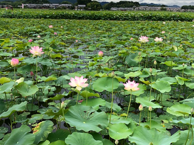 f:id:xnorico:20190711185856j:plain f:id:xnorico:20190711185856j:plain