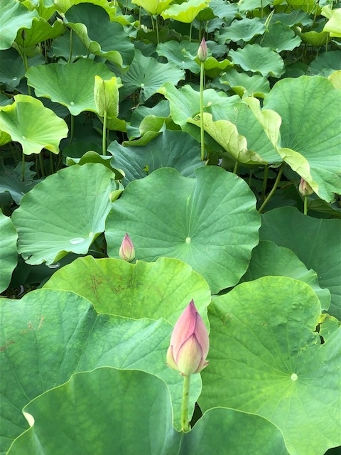f:id:xnorico:20190711190117j:plain f:id:xnorico:20190711190117j:plain