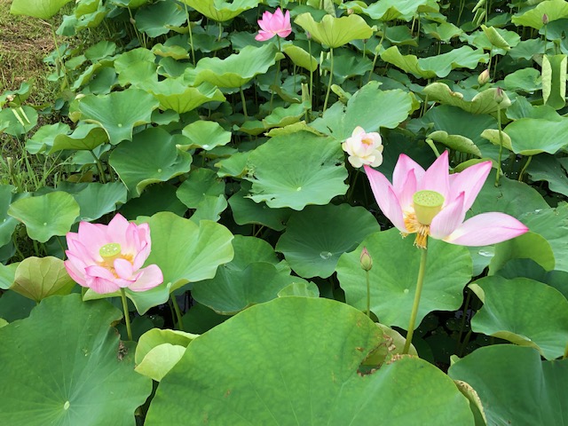 f:id:xnorico:20190711190218j:plain f:id:xnorico:20190711190218j:plain