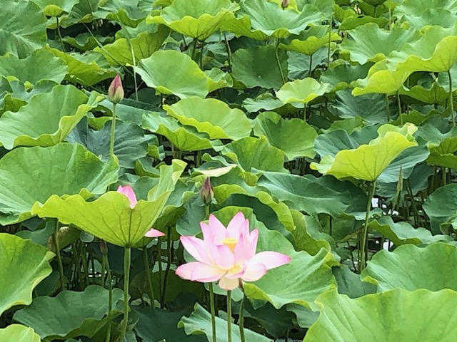 f:id:xnorico:20190711190458j:plain f:id:xnorico:20190711190458j:plain