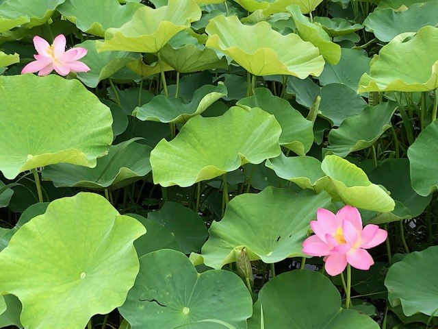 f:id:xnorico:20190711190710j:plain f:id:xnorico:20190711190710j:plain