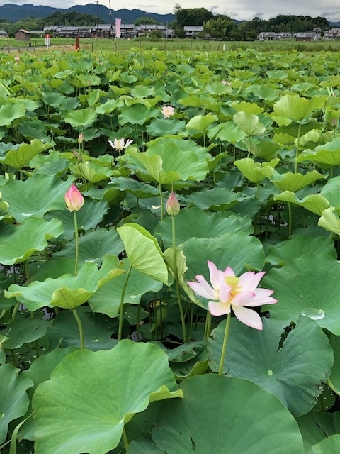 f:id:xnorico:20190711190848j:plain f:id:xnorico:20190711190848j:plain