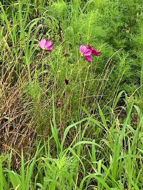 f:id:xnorico:20190711211334j:plain f:id:xnorico:20190711211334j:plain