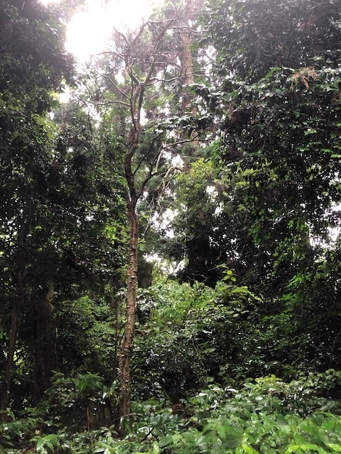 f:id:xnorico:20190714220814j:plain