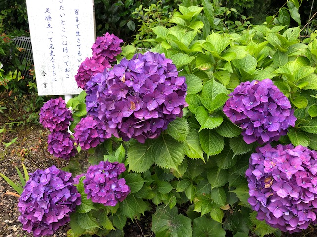 f:id:xnorico:20190714223024j:plain