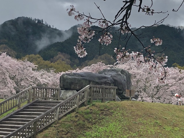 雨でも美しい 桜が彩る石舞台古墳・飛鳥寺・橘寺 - kumakuma blog クマ