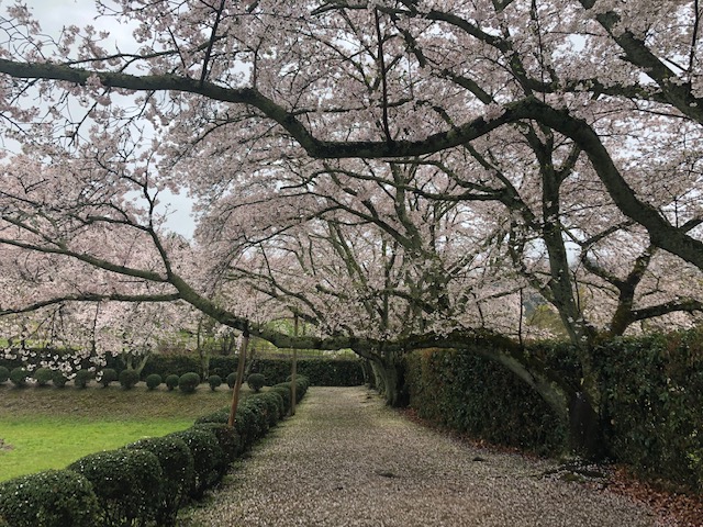春の石舞台古墳桜/