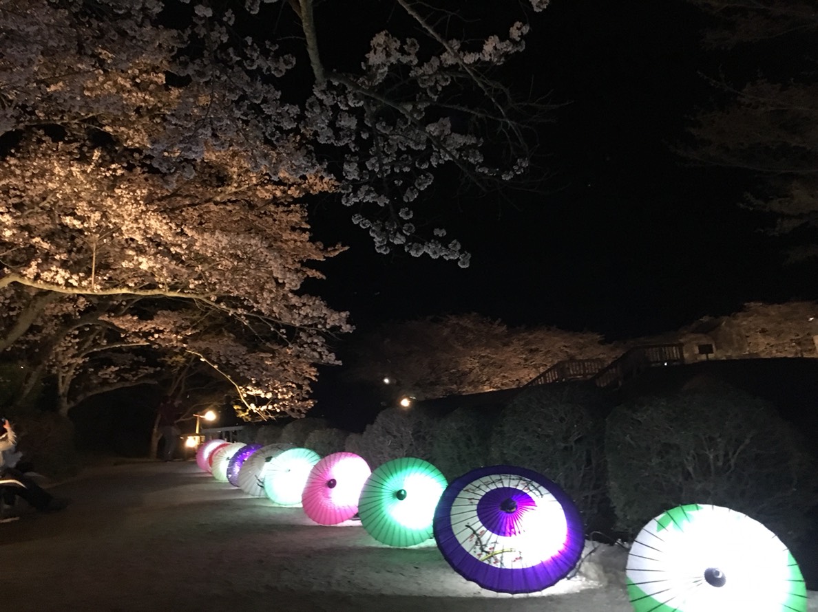夜桜石舞台古墳和傘