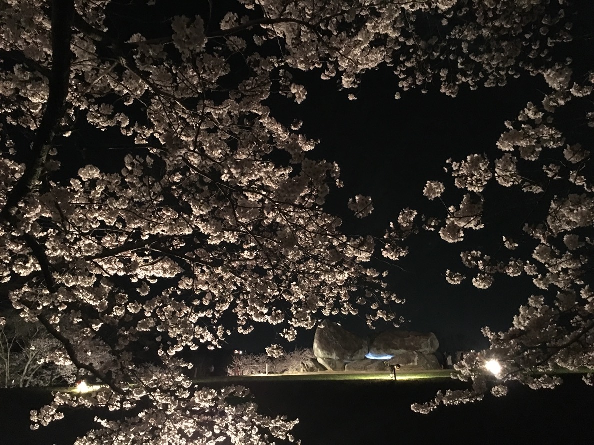 ライトアップ桜石舞台古墳
