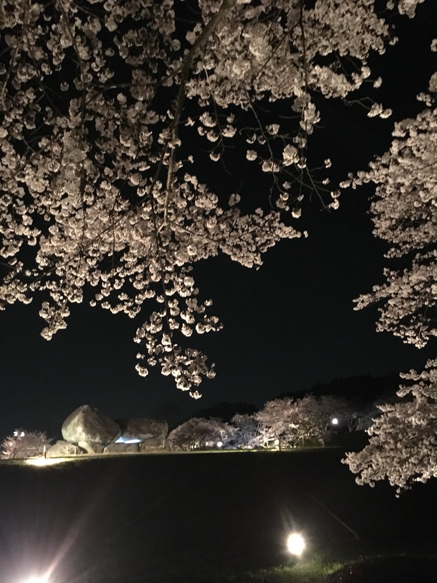 夜桜ライトアップ石舞台古墳