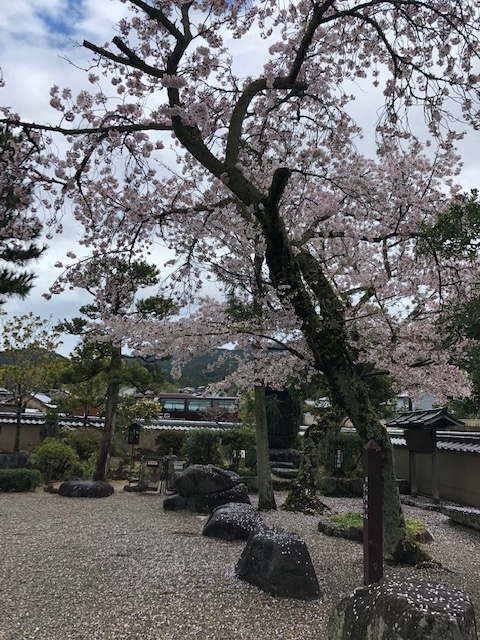 桜の飛鳥寺庭