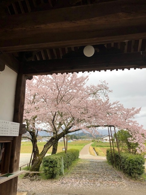 春の橘寺