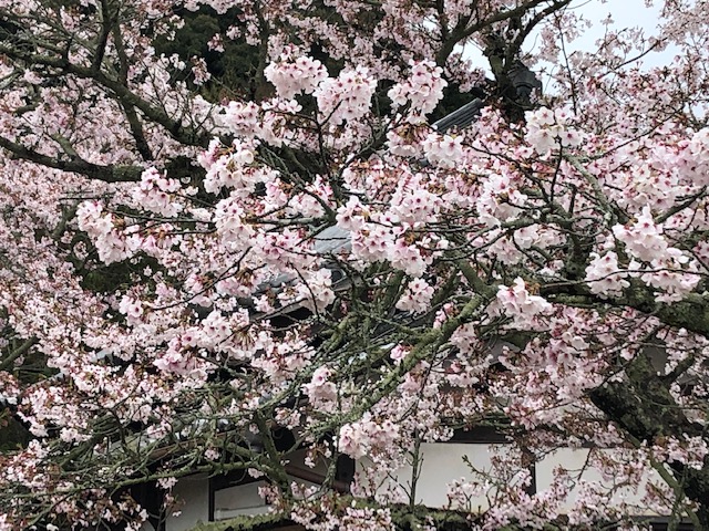 橘寺桜アップ