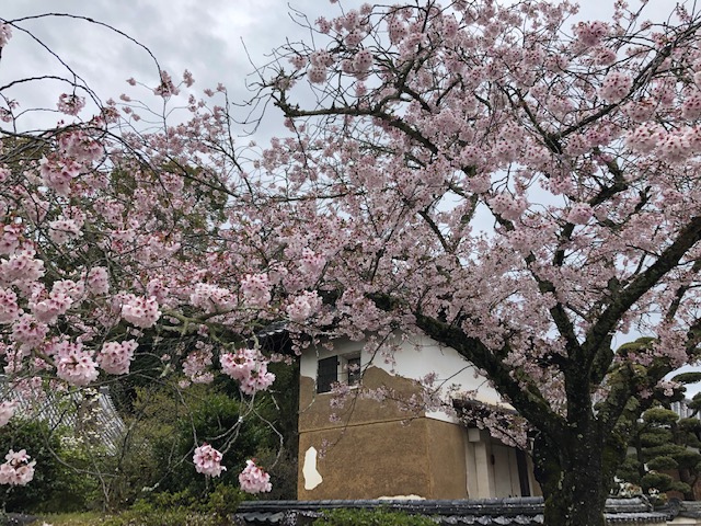 橘寺駐車場から見た桜