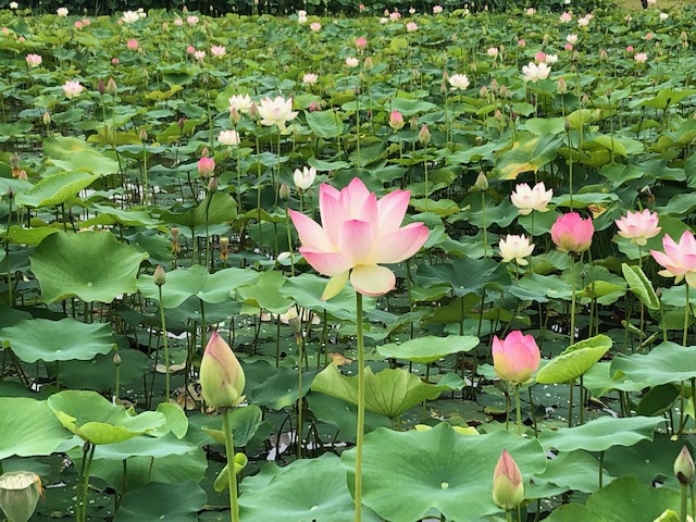蓮の花のアップ 藤原京跡