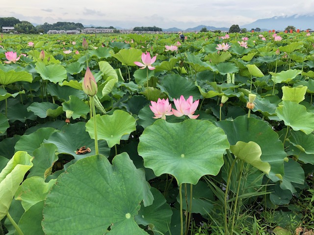 藤原京跡南側をバックにした蓮の花 藤原京跡