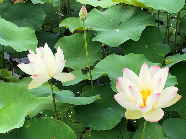 白い蓮の花のアップ 藤原京跡