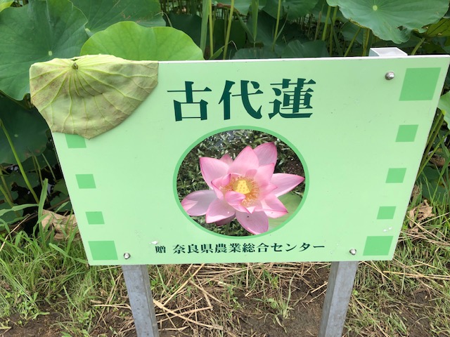 f:id:xnorico:20190718174650j:plain f:id:xnorico:20190718174650j:plain