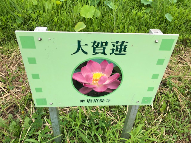 f:id:xnorico:20190718175047j:plain f:id:xnorico:20190718175047j:plain