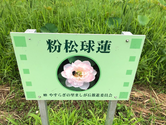 f:id:xnorico:20190718175144j:plain f:id:xnorico:20190718175144j:plain