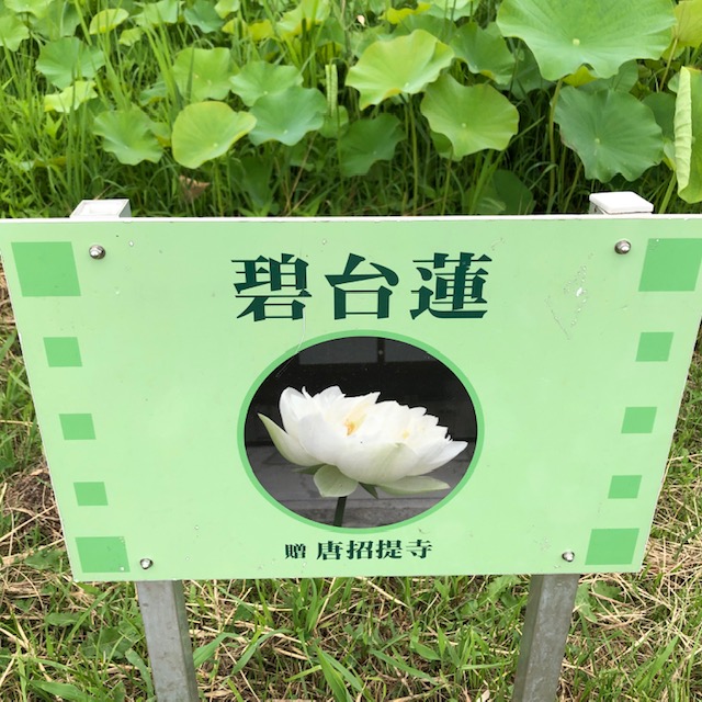 f:id:xnorico:20190718175237j:plain f:id:xnorico:20190718175237j:plain