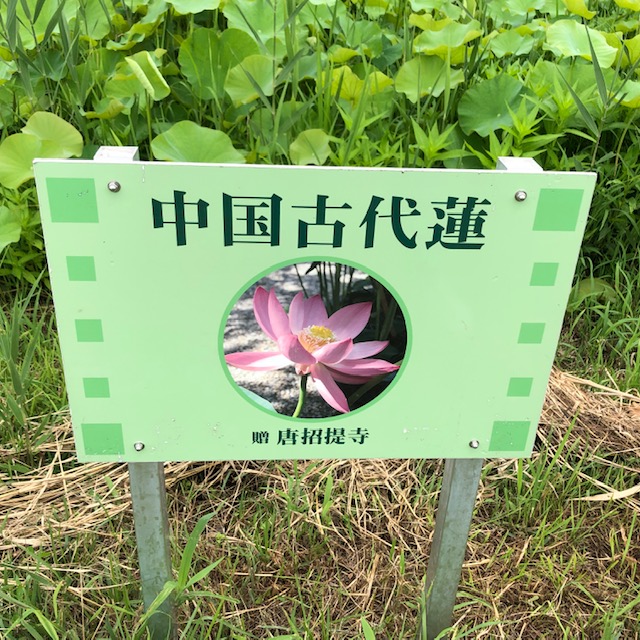 f:id:xnorico:20190718175338j:plain f:id:xnorico:20190718175338j:plain