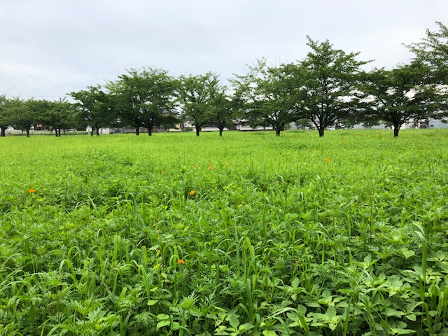 f:id:xnorico:20190718192743j:plain f:id:xnorico:20190718192743j:plain