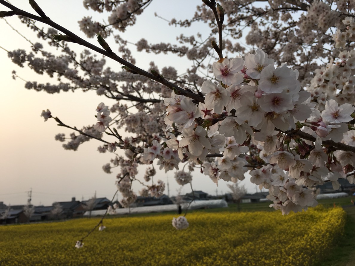 桜のアップと菜の花 藤原京跡