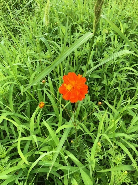 f:id:xnorico:20190718193740j:plain f:id:xnorico:20190718193740j:plain