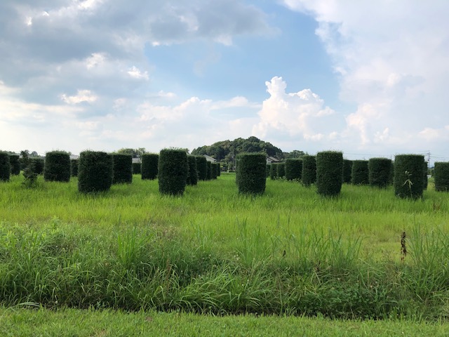 f:id:xnorico:20190725234439j:plain