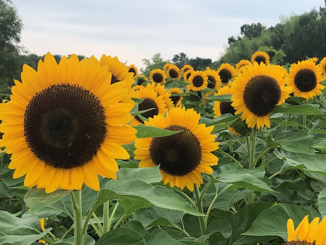 f:id:xnorico:20190728190421j:plain f:id:xnorico:20190728190421j:plain