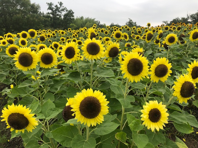 f:id:xnorico:20190728190449j:plain f:id:xnorico:20190728190449j:plain