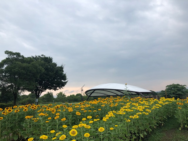 f:id:xnorico:20190728192212j:plain f:id:xnorico:20190728192212j:plain